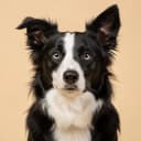 Juno, a Border Collie, 6